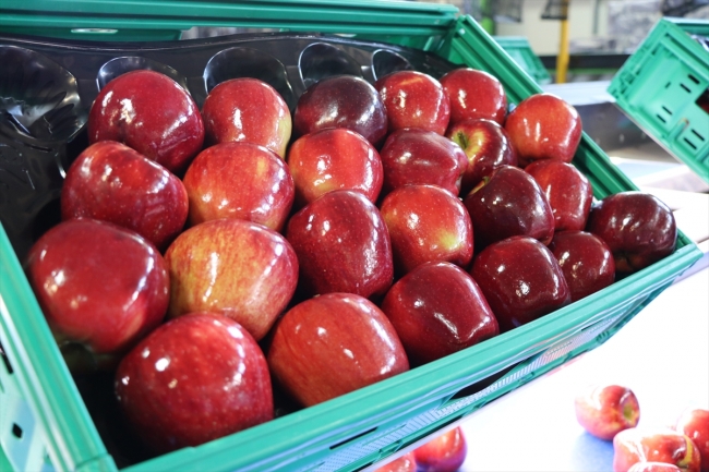 Organik mumlanan elmaların yeni rotası Uzak Doğu